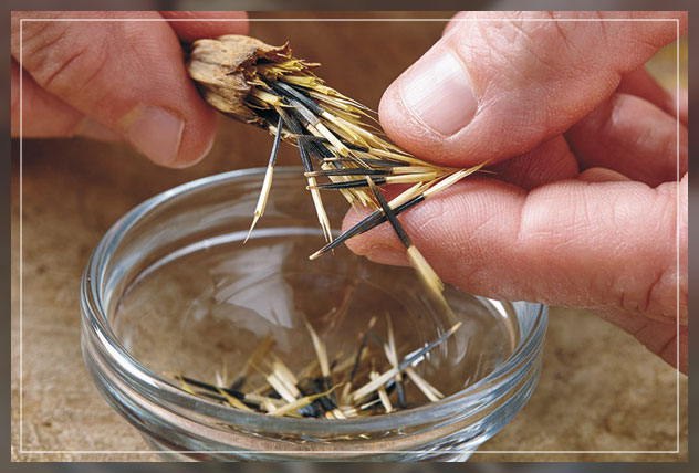 vegetable seed saving