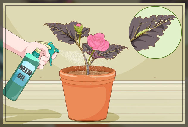 maintaining proper balance in flowering plants 