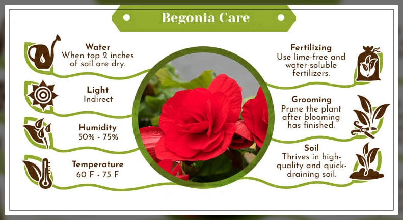 what are begonia types