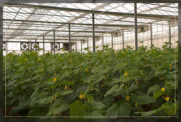 Greenhouse irrigation 6