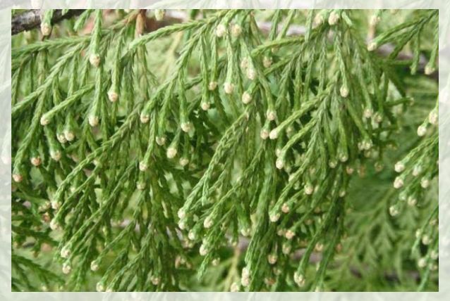 Xanthocyparis nootkatensis