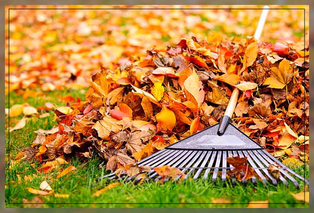 fall garden cleanup of leaves