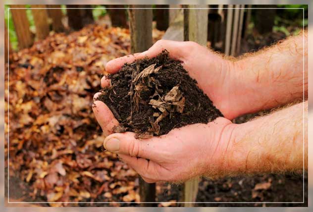 autumn leaves collection