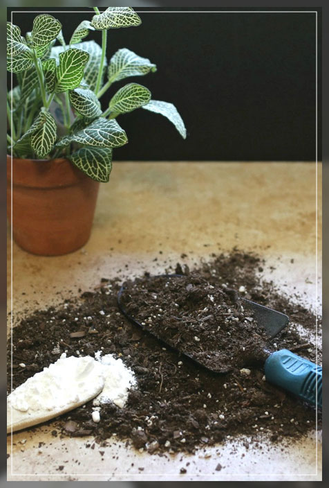 baking soda for plant fertilizer