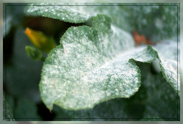 baking soda for plants 1