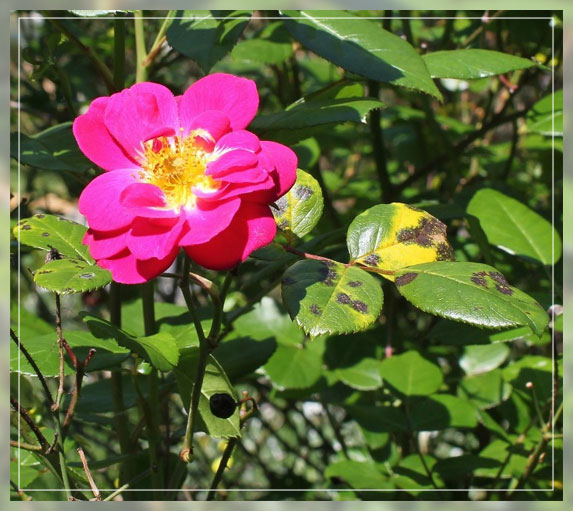 baking soda for plants 2