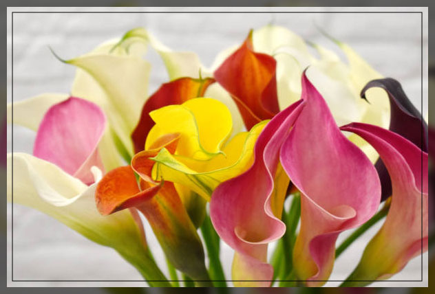 calla lily varieties