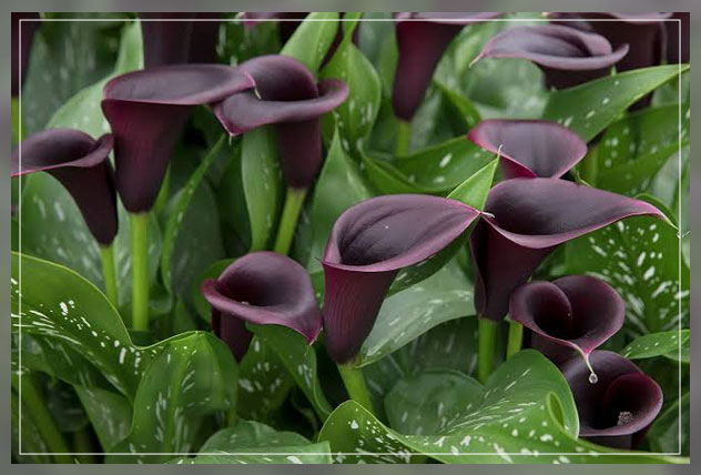 calla lily