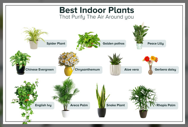 indoor plants
