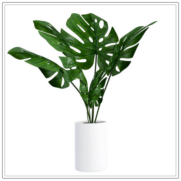 green plant leaves in white pot
