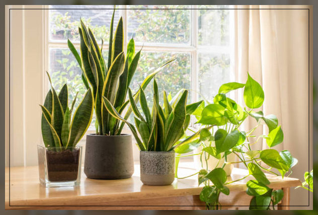 dorm room plants light considerations