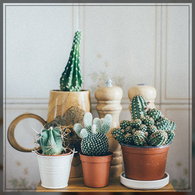 hanging dorm room plants in a planter