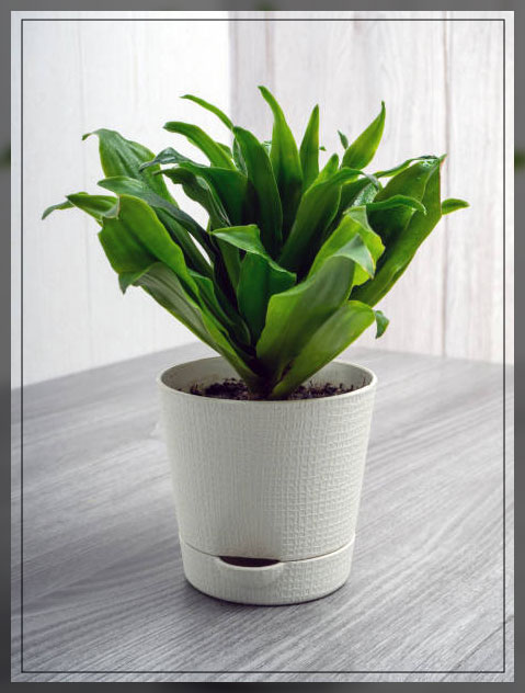 dracaena fragrans 1