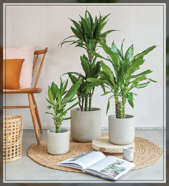 dracaena fragrans 2