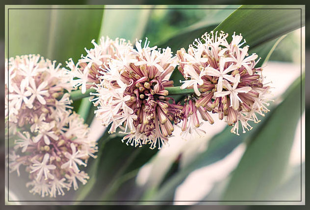 getting them to bloom