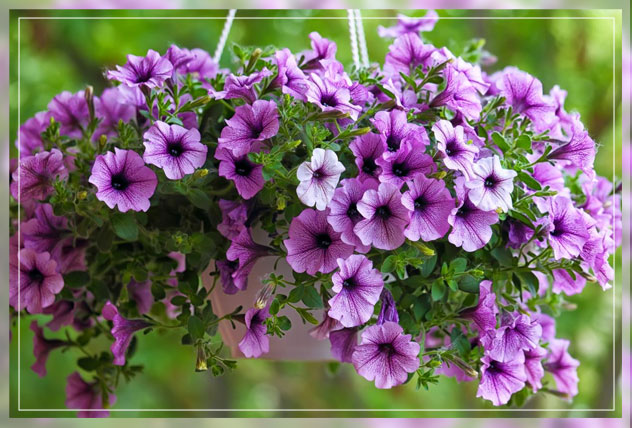 petunias in gardens
