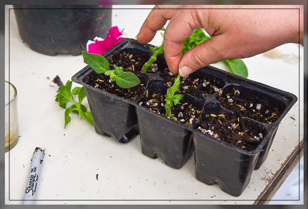 growing petunias
