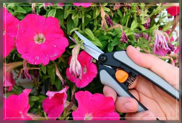 how petunias show amazing results