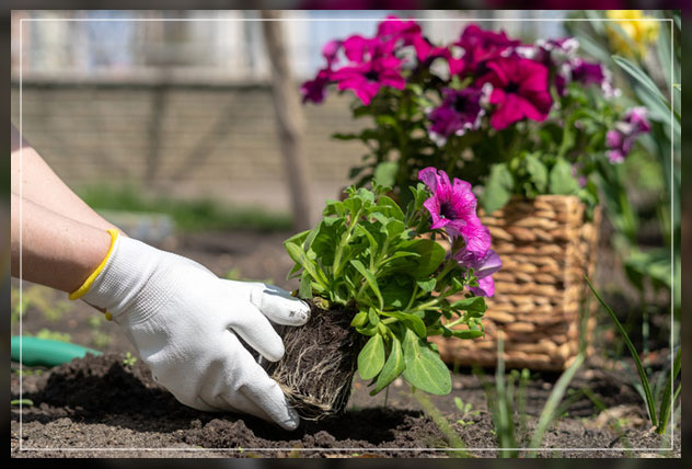 getting the petunias basics in check