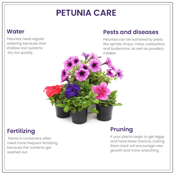 how to care for petunias