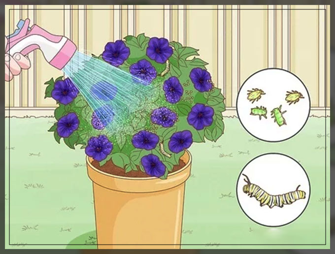 knowing the petunias types