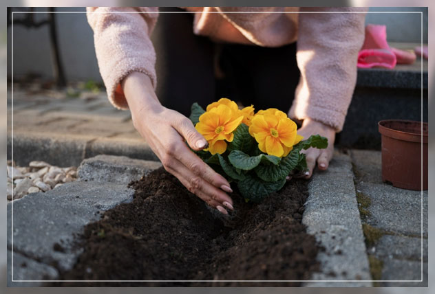 how primrose bloom in gardens