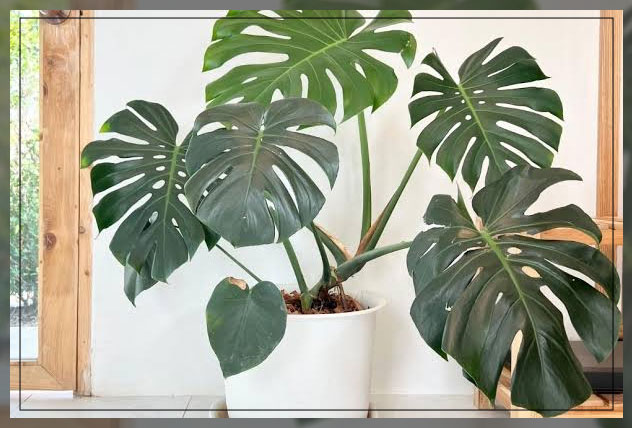 monstera plant 1