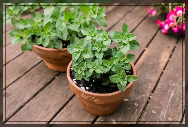 oregano leaves in pot