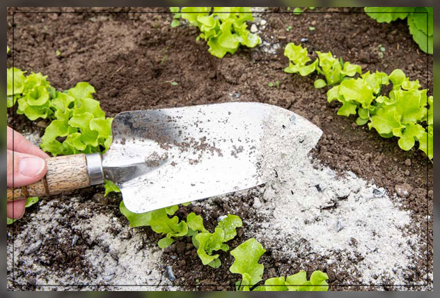 rejuvenate your soil 