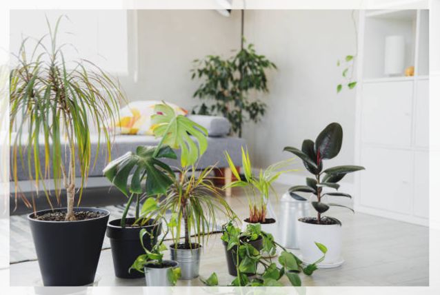 Dracaena Marginata 1