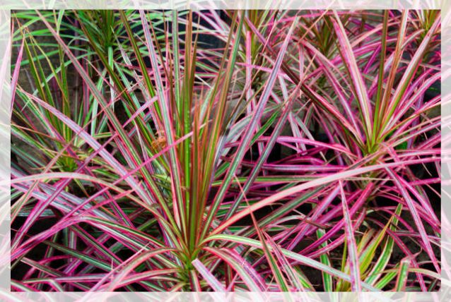 Dracaena Marginata 2