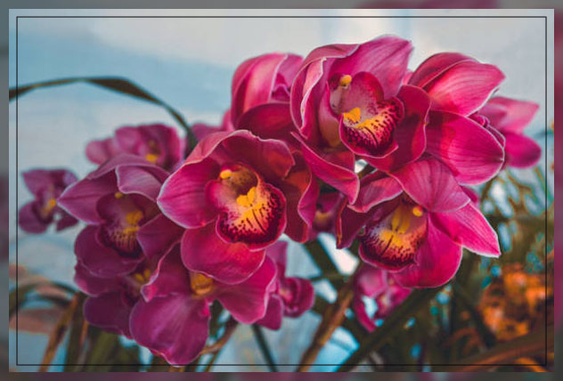 Outdoor plants UAE 6