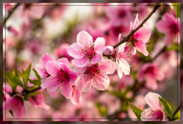 Outdoor plants UAE 7