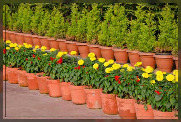 Plant nursery in Dubai 2