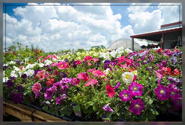 Plant nursery in Dubai 6