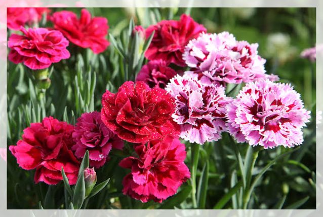 carnation flower 1
