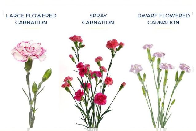 carnation flower 2