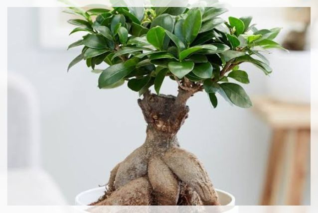 ficus microcarpa 1
