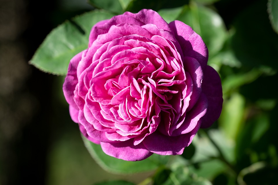 caring for your well-planted plants