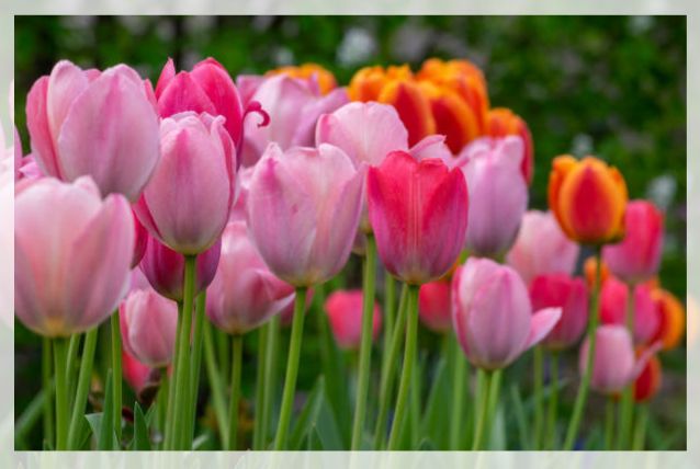 garden tulip flowers 1