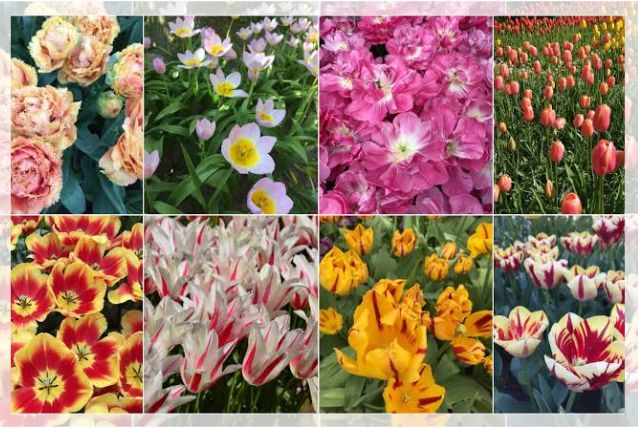 garden tulip flowers varieties