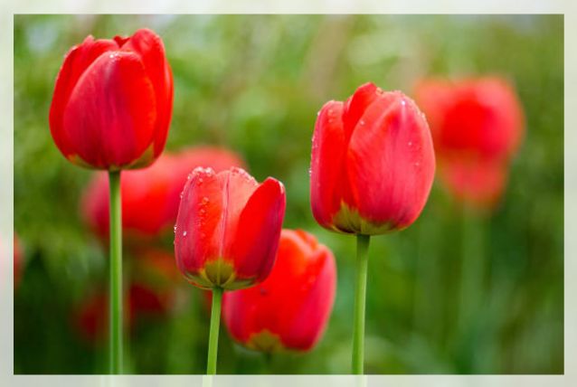 garden tulip flowers