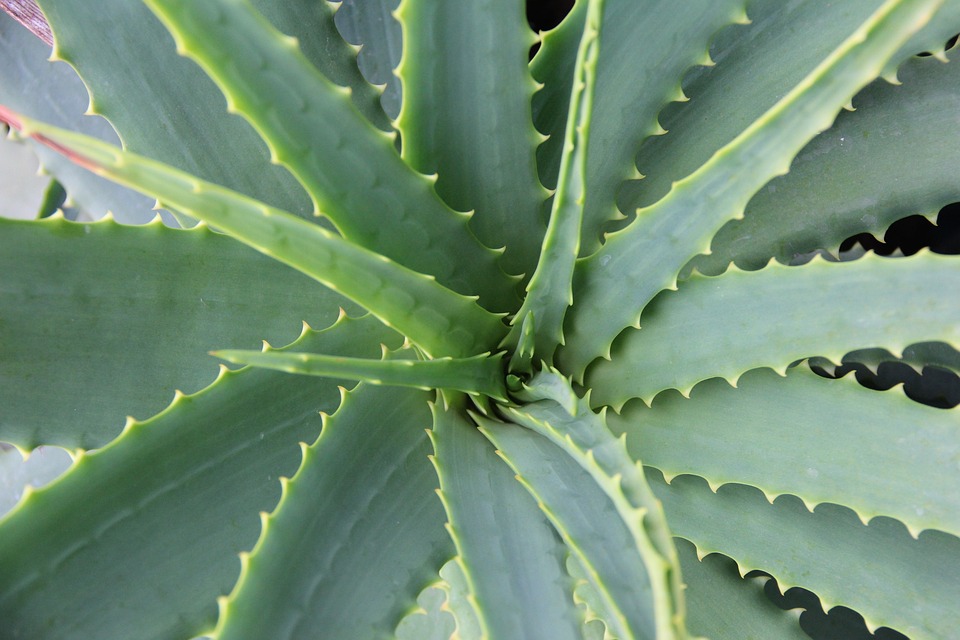 why aloe vera plants matter