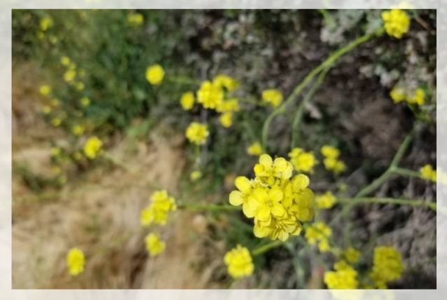 mustard plant 2