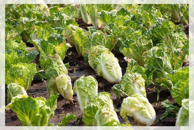 napa cabbage 2