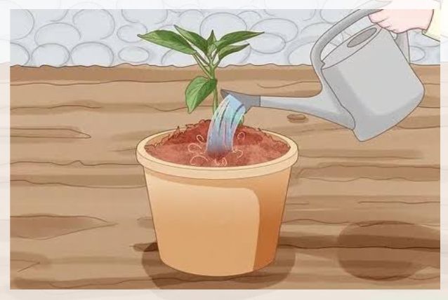 watering moon flower