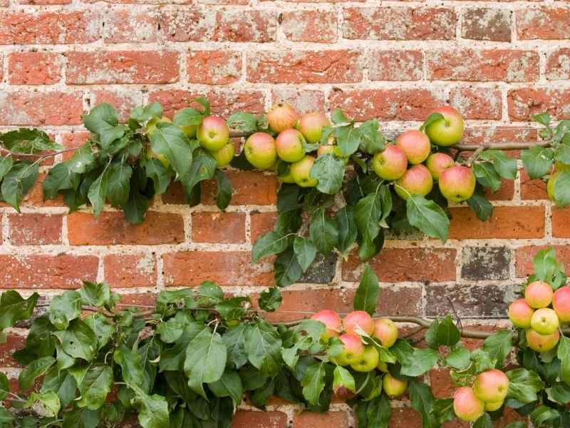 how espalier works?
