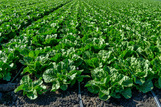 Intensive farming 1