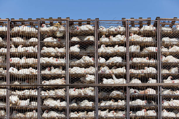 Intensive farming 2