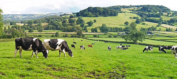 Intensive farming